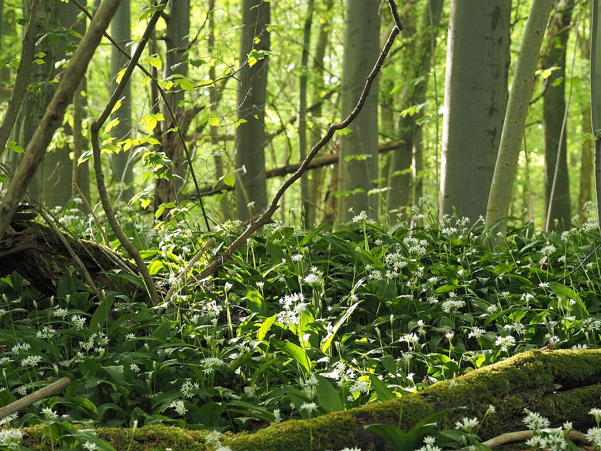 Bärlauch-Teppich auf dem Waldboden, weißblühend zwischen Laubbäumen