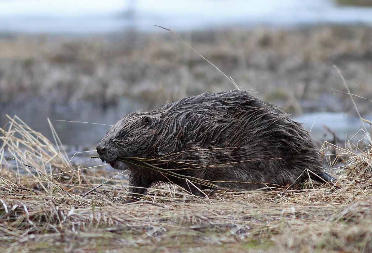Europäischer Biber (Castor fiber) am Ufer eines Gewässers