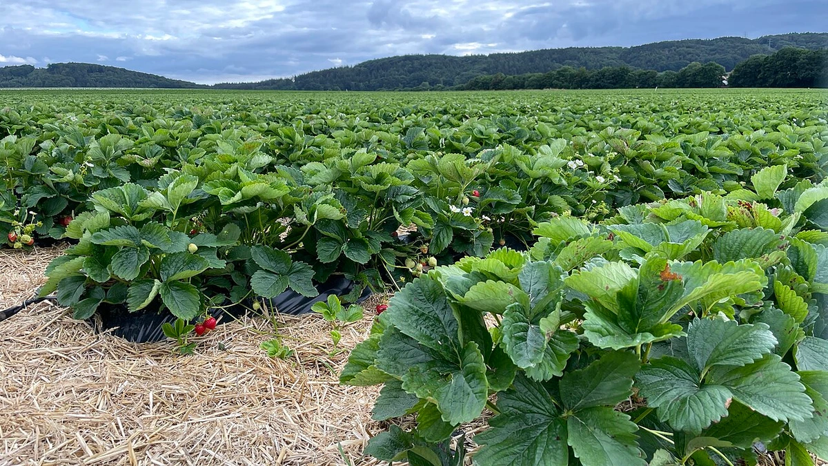 Erdbeerfeld mit Reihen roter Erdbeeren