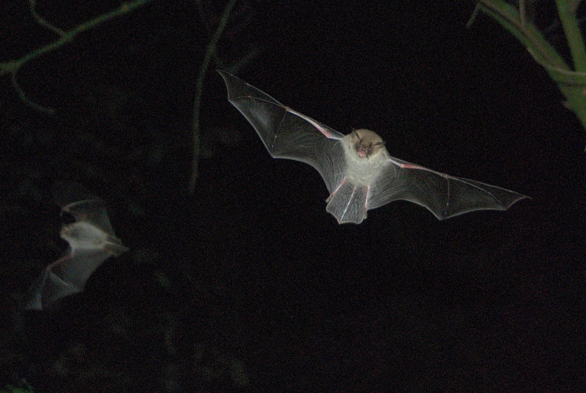 Fransenfledermaus (Myotis nattereri) im Flug bei Nacht — Flügel ausgebreitet, zweite Fledermaus im Hintergrund