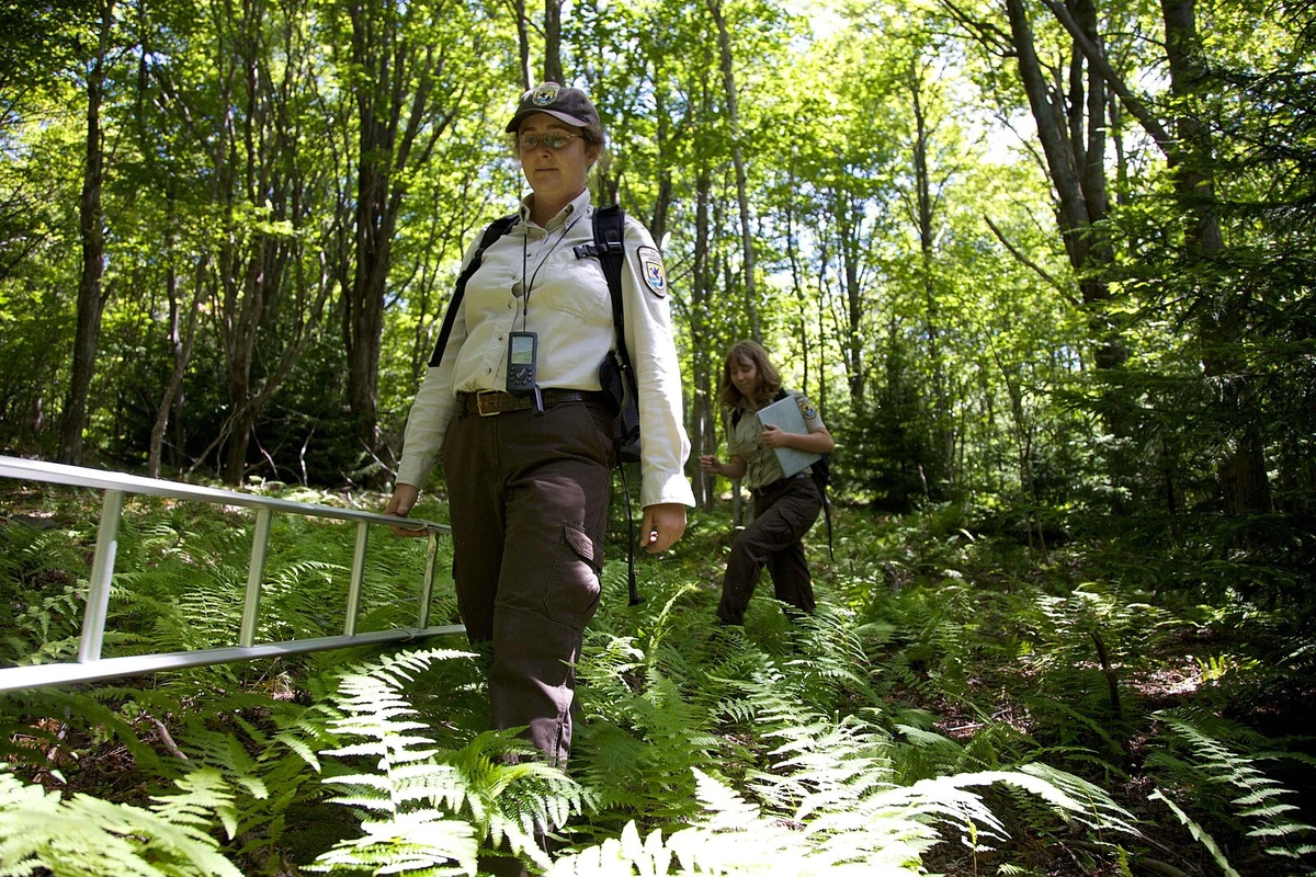 Zwei Frauen wandern durch hohes Gras in einem Waldgebiet – Wildnis-Erlebnis in der Natur