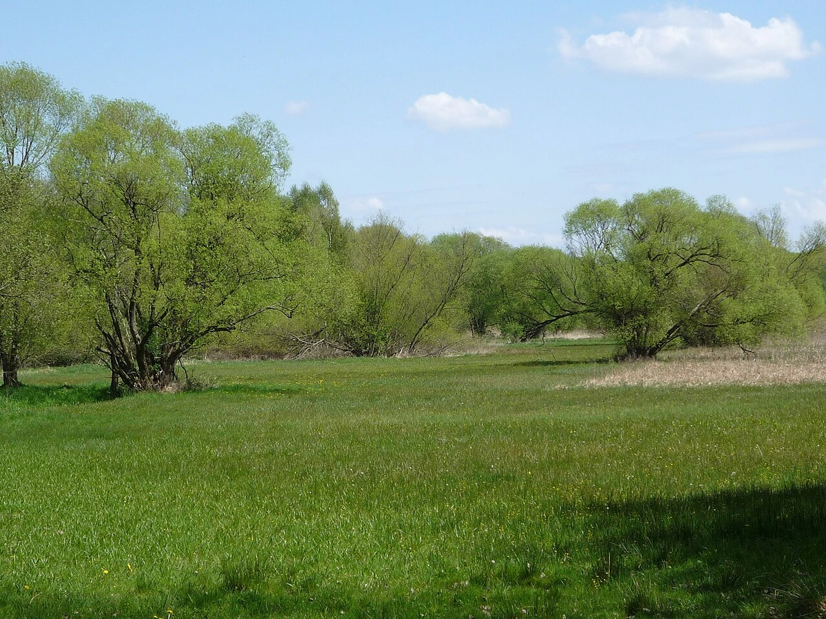 Wiesenlandschaft mit Baumreihen bei Bad Belzig im Naturpark Hoher Fläming