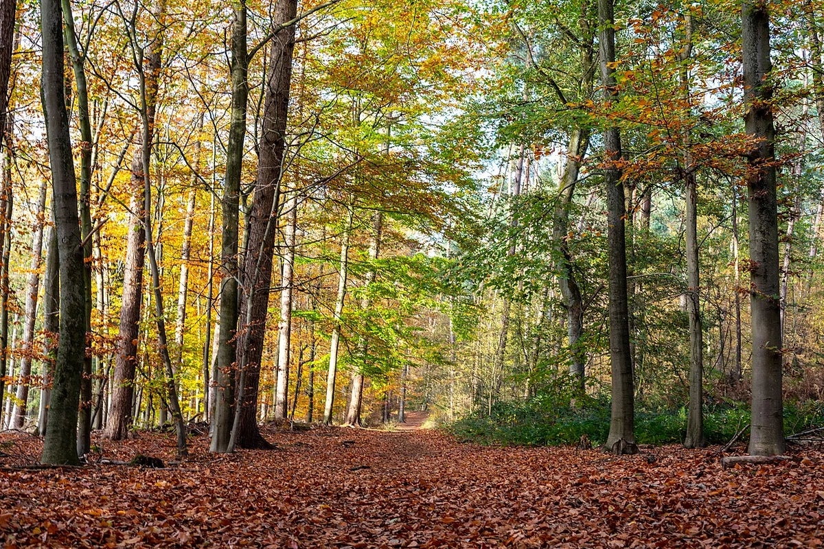 Herbstlicher Waldweg mit Sonnenstrahlen zwischen den Bäumen, weiches Licht auf dem Laub