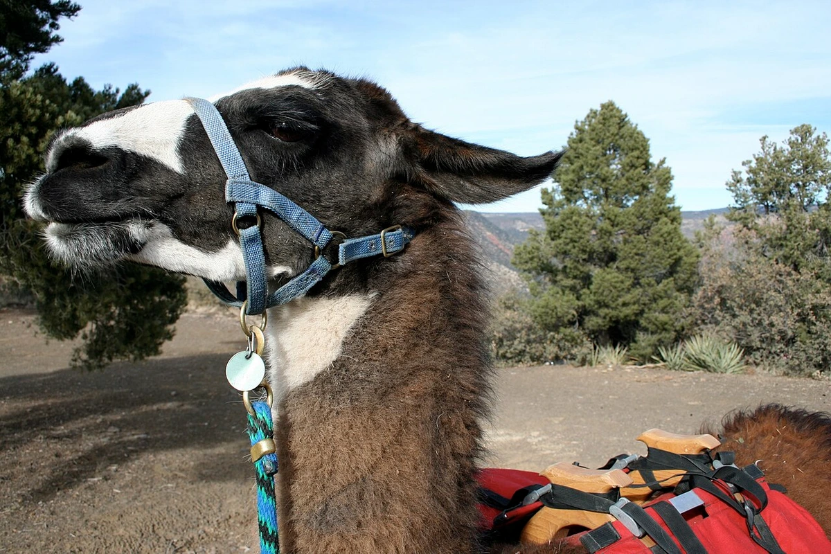 Nahaufnahme eines Lamas mit blauem Halfter vor trockenem Buschland