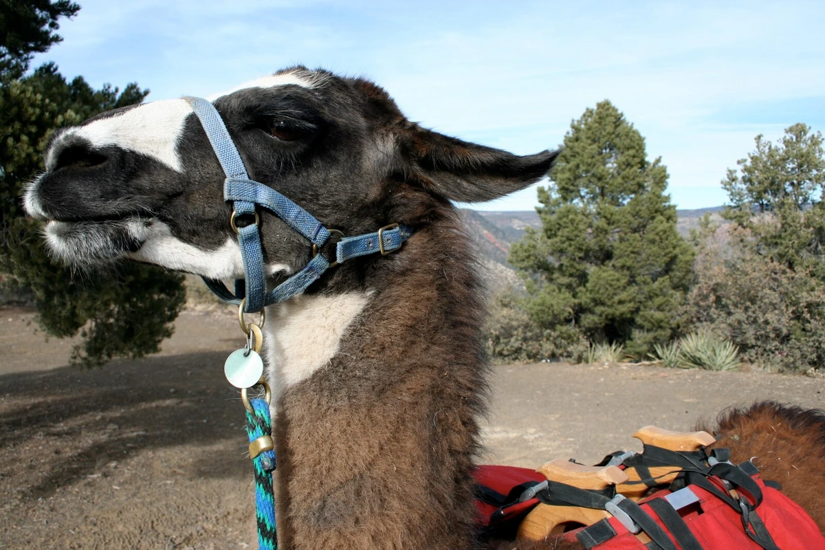 Lama mit Gepäck auf einem Wanderweg durch Kiefernwälder