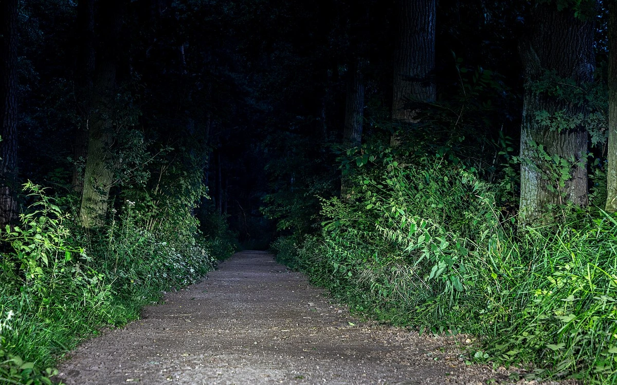 Waldweg bei Nacht, Bäume im Mondlicht, stimmungsvolle Dunkelheit