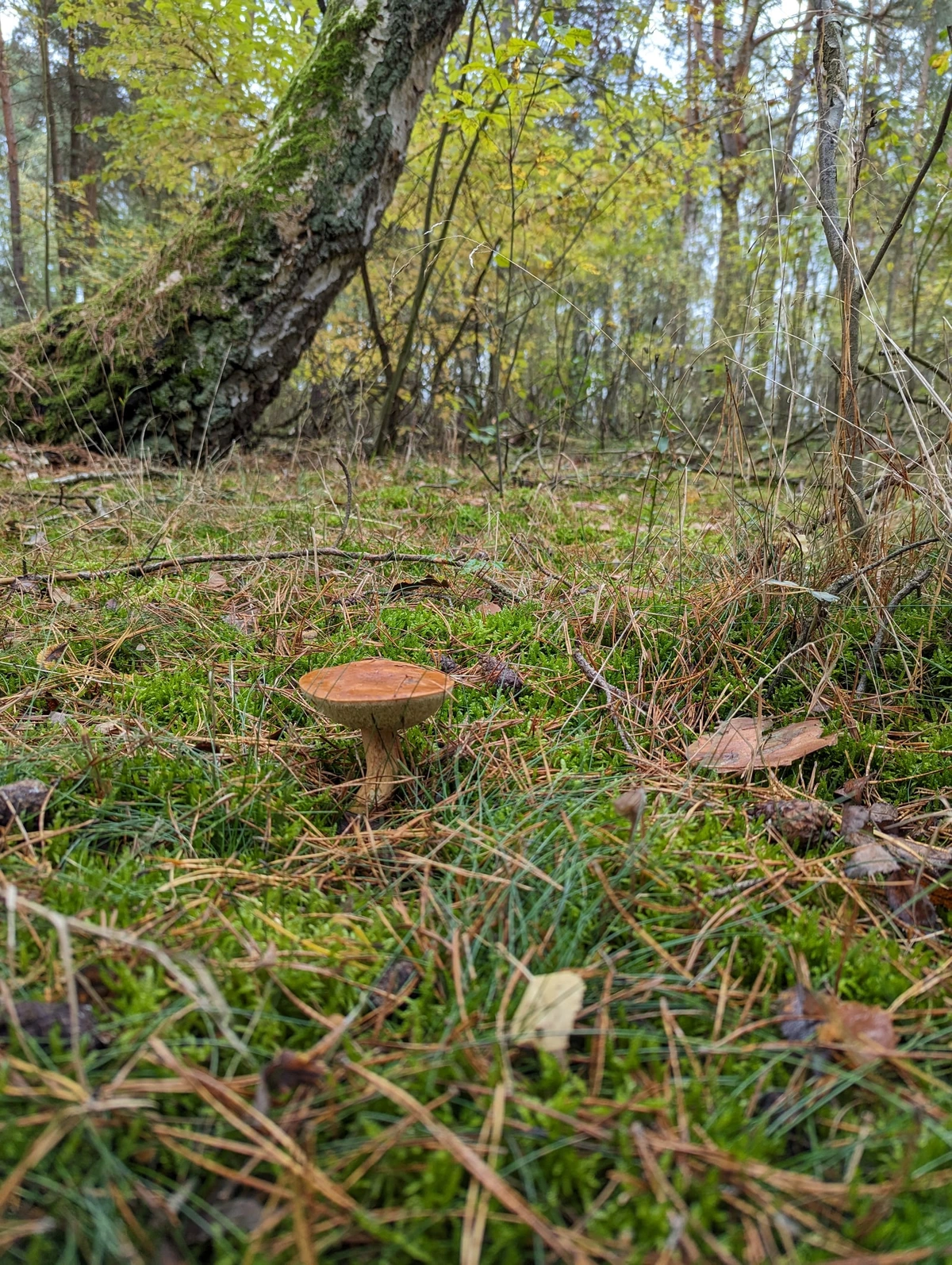 Einzelner Pilz im herbstlichen Birkenwald