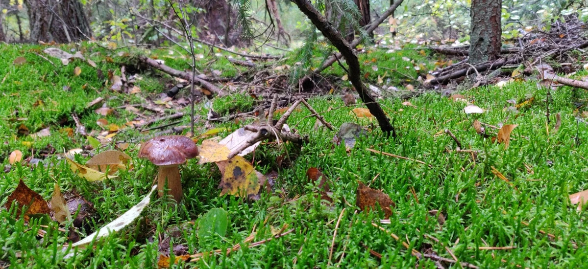 Pilz-Nahaufnahme auf Moosboden im Herbstlicht