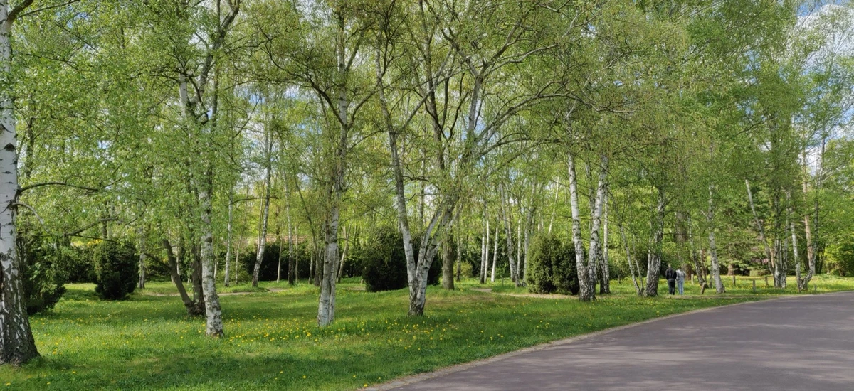 Birkenallee im Frühling mit frischem Grün