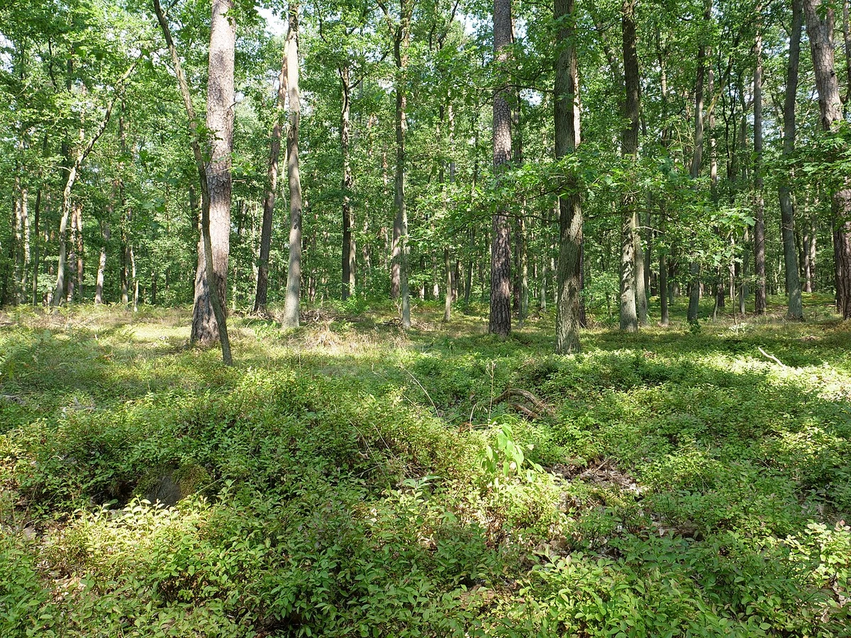 Heidelbeersträucher als geschlossene Bodendecke im Spandauer Forst, Berlin