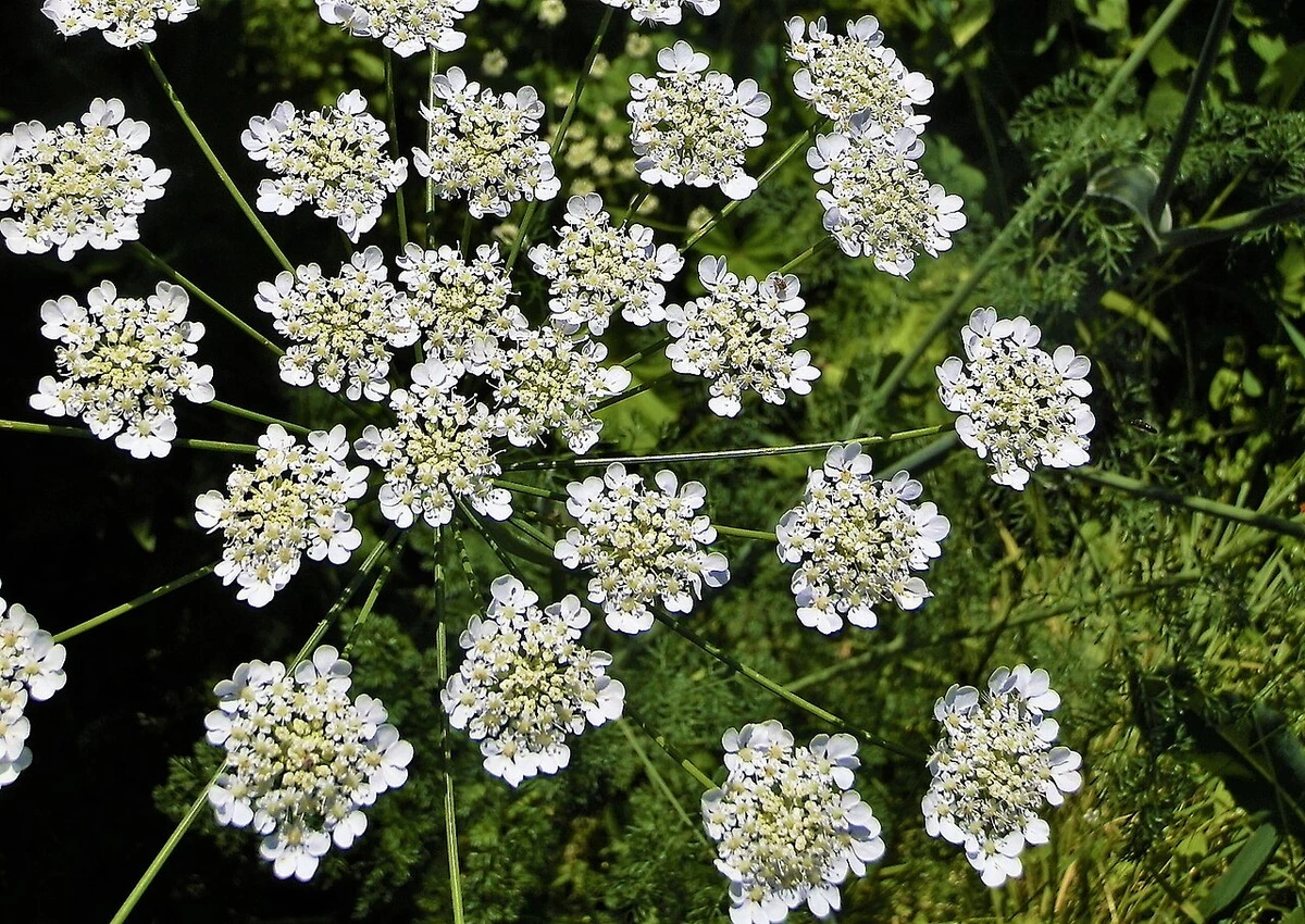 Giersch (Aegopodium podagraria), essbare Wildpflanze mit weißen Blüten auf einer Wiese