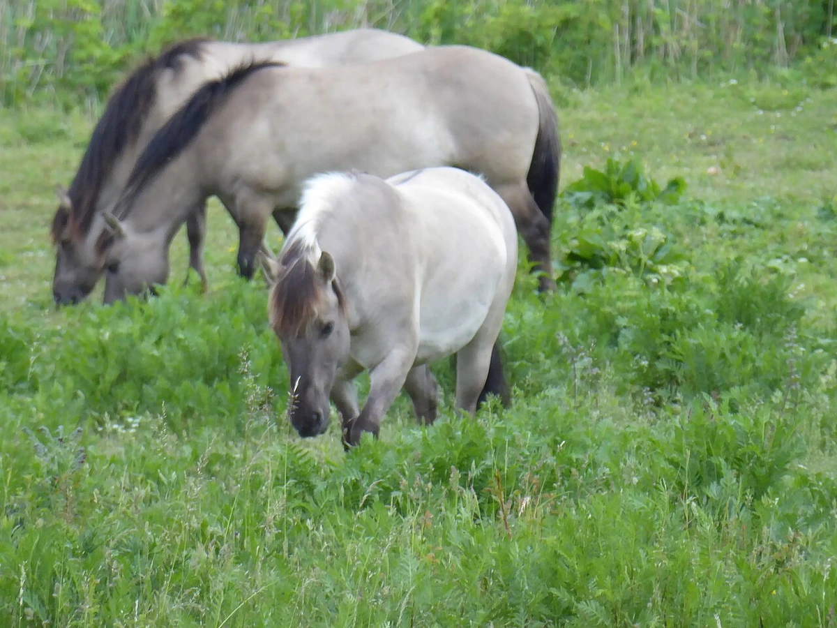 Konik-Wildpferde im Naturschutzgebiet Schönerlinder Teiche, Brandenburg