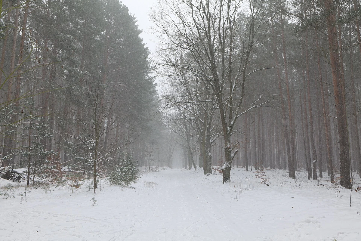 Verschneiter Waldweg mit Kiefern und einer Eiche im Nebel, Forst bei Caputh