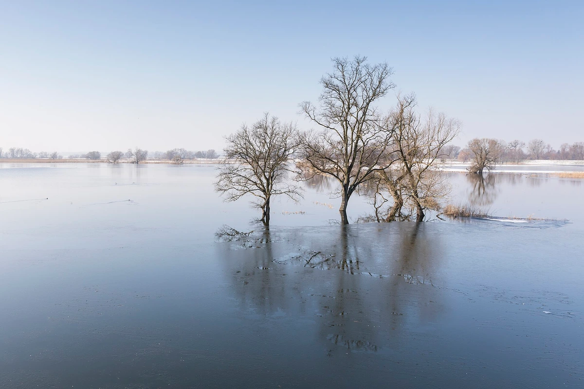Geflutete Polder bei Schwedt im Februar, kahle Bäume stehen im Wasser, am Ufer liegt Schnee