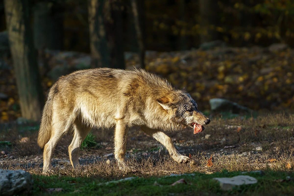 Europäischer Wolf (Canis lupus) in freier Wildbahn mit Beute
