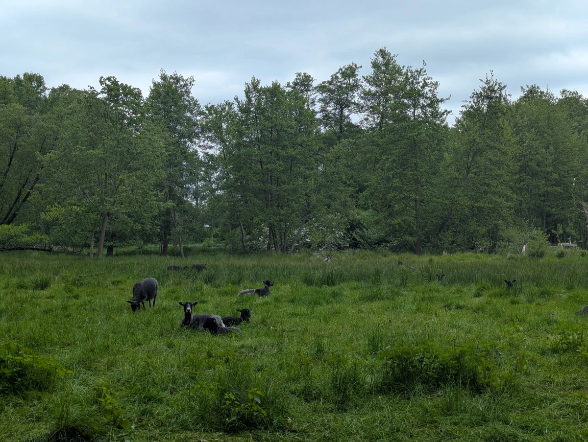 Schafe auf grüner Weide in Brandenburg