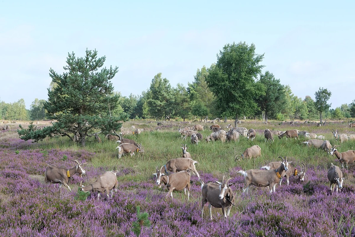 Ziegenherde auf blühender Heideweide in Brandenburg
