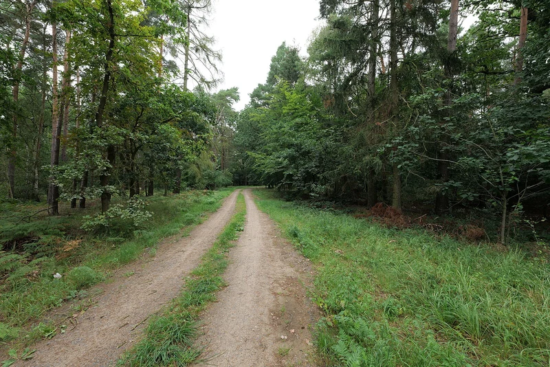 Waldweg durch Kiefernwald bei Dannenwalde