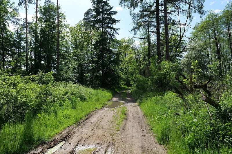 Mischwald in der Uckermark bei Gollmitz