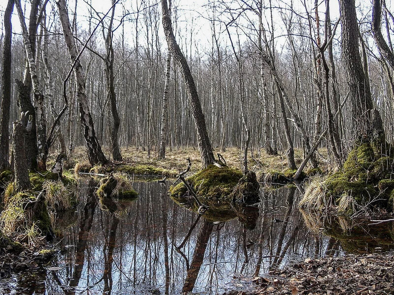 Plagefenn im Biosphärenreservat Schorfheide — einsame Natur für Biwak-Nächte