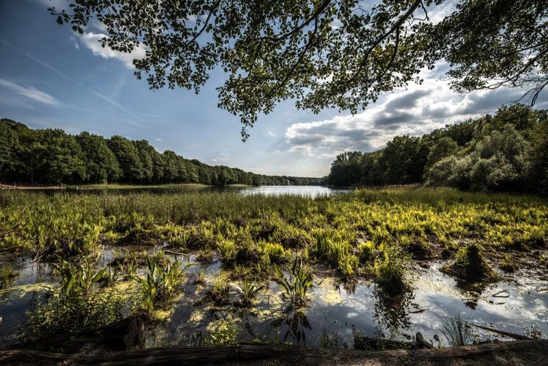 Grunewaldsee im Naturschutzgebiet Grunewald — Schilfufer und überhängende Laubbäume im Sommer