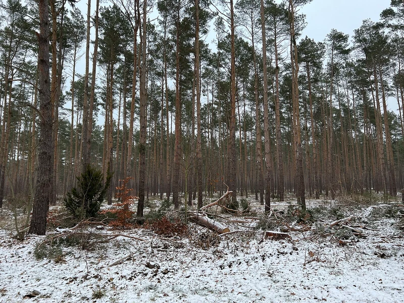 Kiefernwald bei Löpten nahe dem Spreewald