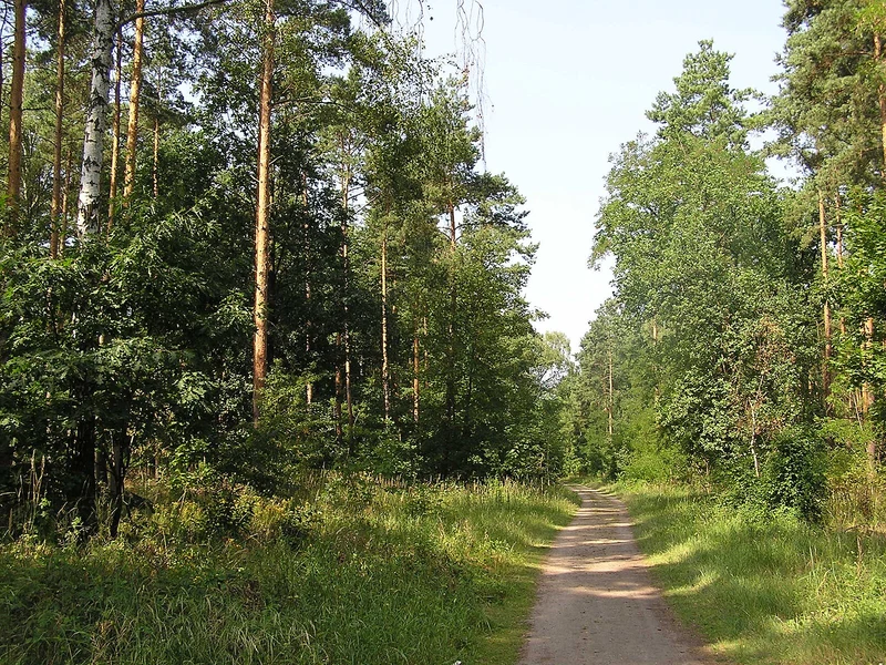 Waldpfad im Grunewald, stille Atmosphäre zwischen Kiefern