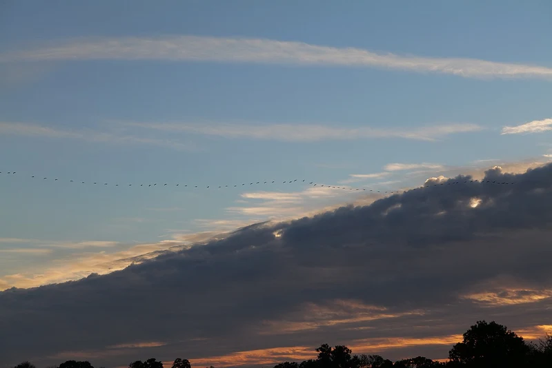 Kraniche im Flug bei Sonnenuntergang im Rhinluch bei Fehrbellin, Herbst