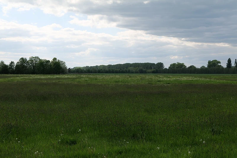 Weite Wiese im Rhinluch bei Nauen, grüne Landschaft im Frühling