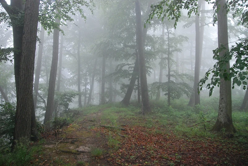 Dichter Nebel zwischen dunklen Bäumen in einem stillen Waldstück