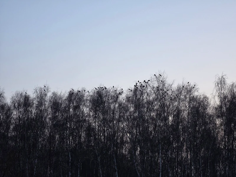 Krähen in einem Birkenwald bei Nacht in Berlin-Karow im Winter