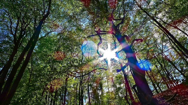 Naturnaher Buchenwald im Grumsiner Forst, UNESCO-Weltnaturerbe Schorfheide-Chorin
