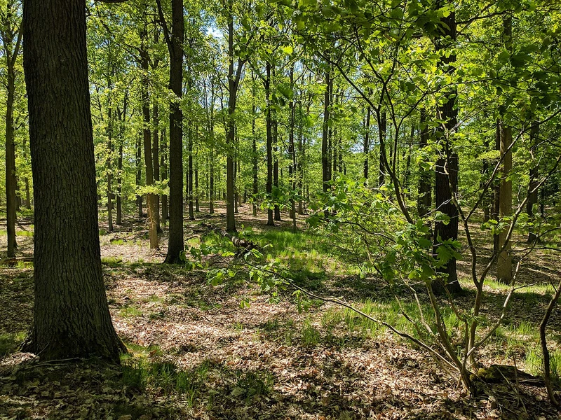 Eichenwald im Naturschutzgebiet Dubrow, Naturpark Dahme-Heideseen
