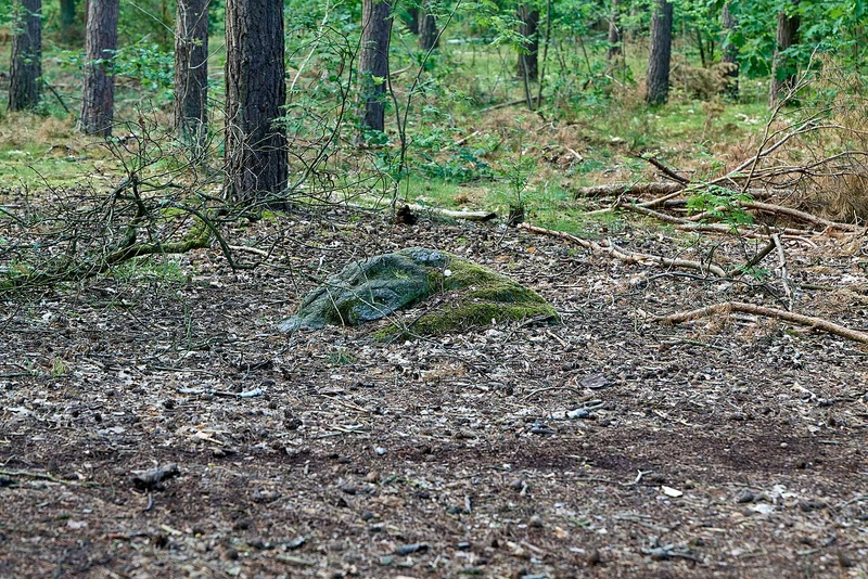 Moosbewachsener Findling im Kiefernwald des Grunewalds bei Berlin