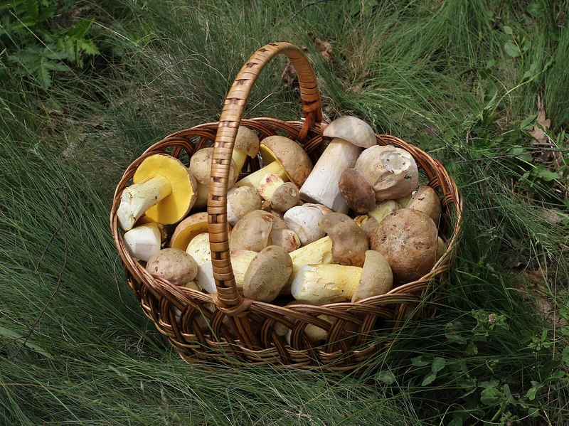 Gesammelte Speisepilze, darunter Steinpilze, in einem Weidenkorb auf Waldgras