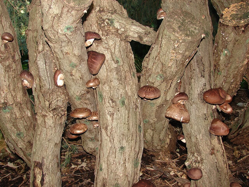Shiitake-Pilze wachsen auf Baumstämmen im Garten — traditionelle Stammkultur im Außenbereich