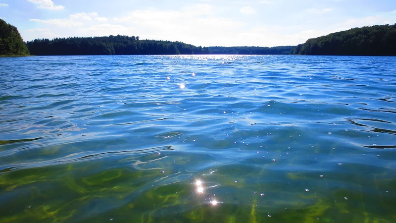 Peetschsee bei Menz/Stechlin — Landschaft mit Waldufer