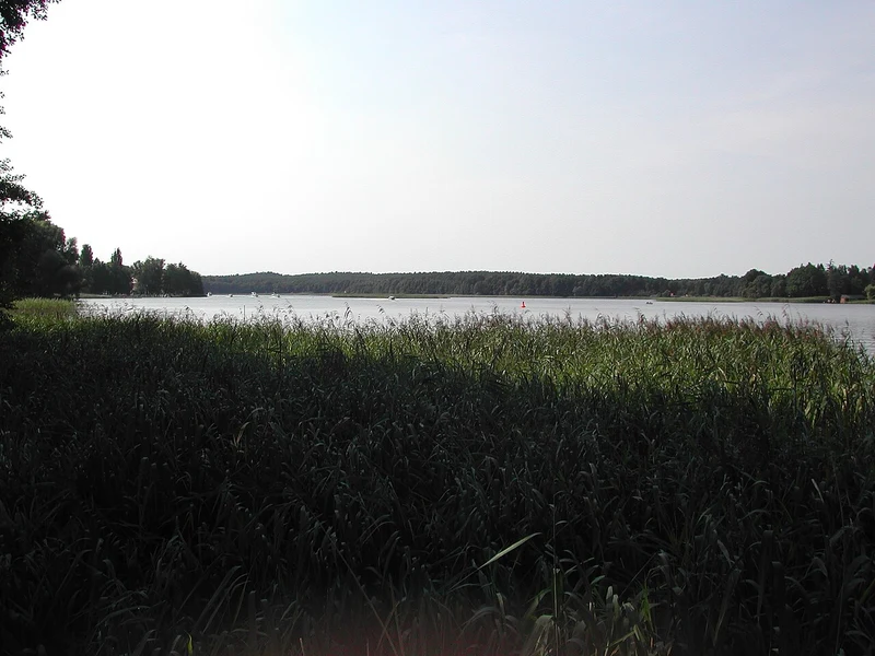 Blick über das Schilf auf den Röblinsee bei Fürstenberg/Havel