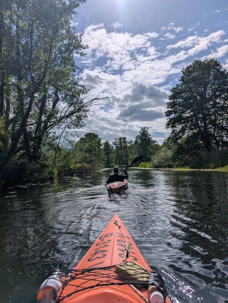 Kajakfahrer auf einem stillen Kanal im Spreewald, grüne Erlenufer
