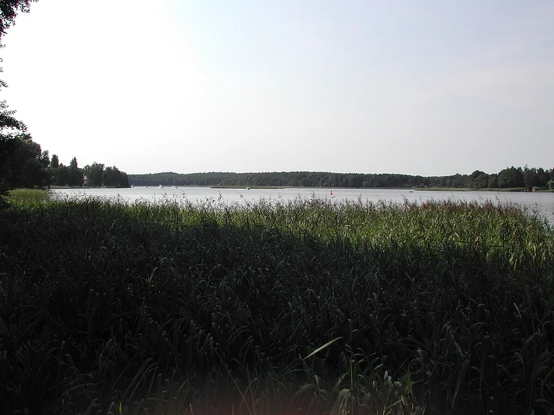 Blick über das Schilf auf den Röblinsee bei Fürstenberg/Havel