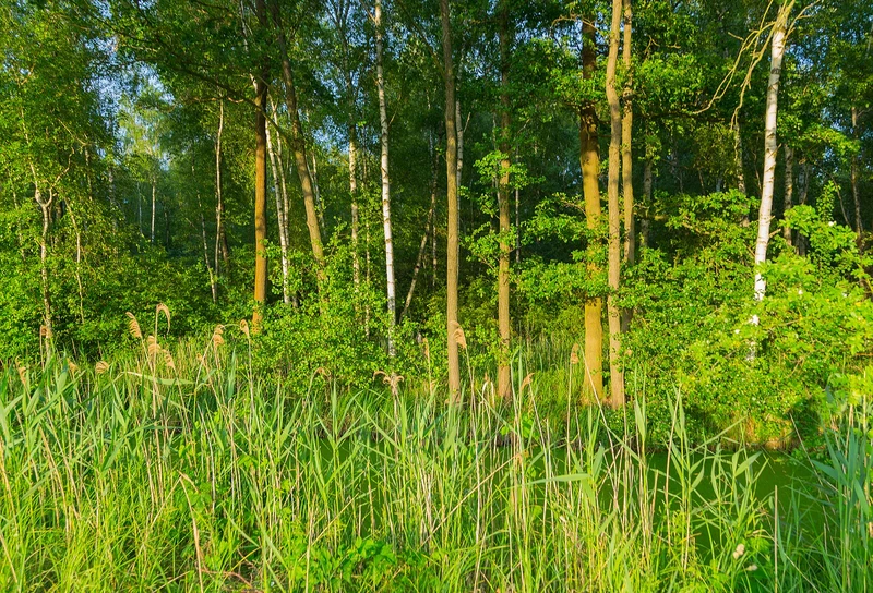 Birkenwald im Spreewald-Biosphärenreservat bei Lübben