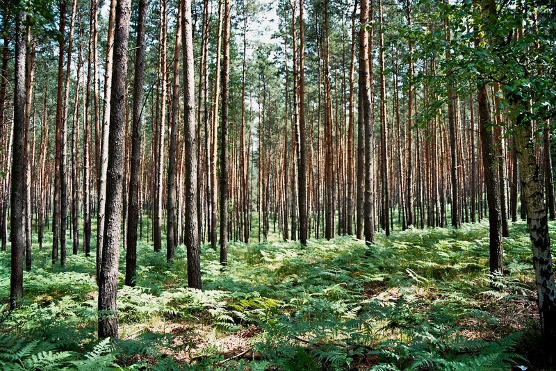 Kiefernwald in Brandenburg