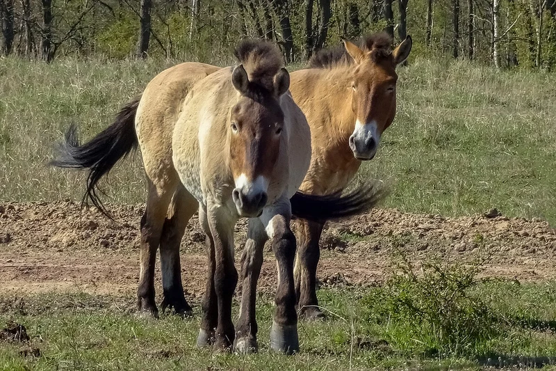 Przewalski-Wildpferde in der Döberitzer Heide westlich von Berlin