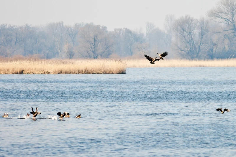 Zwei Seeadler über dem Gülper See, darunter fliegen Blässgänse vom Wasser auf, dahinter Schilf und kahle Bäume