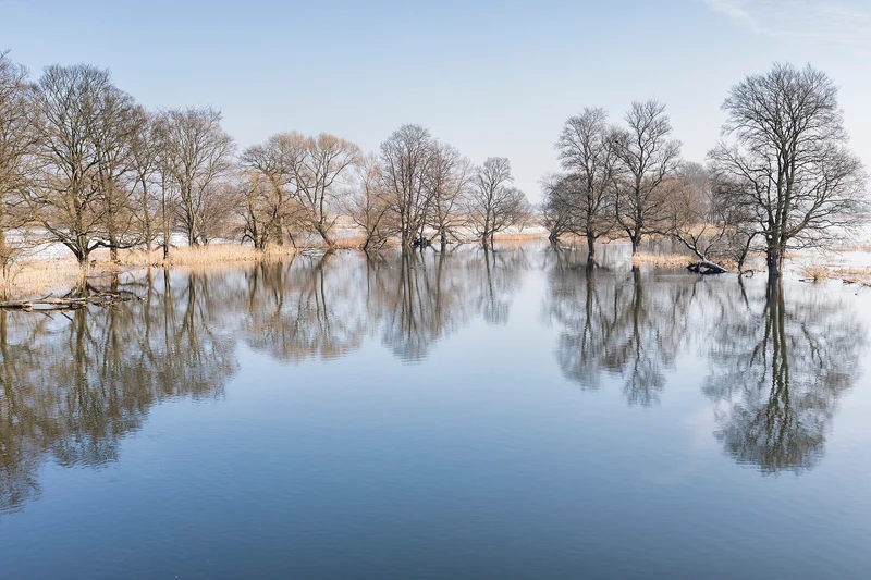 Kahle Bäume spiegeln sich im Wasser der gefluteten Polder bei Schwedt, am Ufer Schilf und etwas Schnee