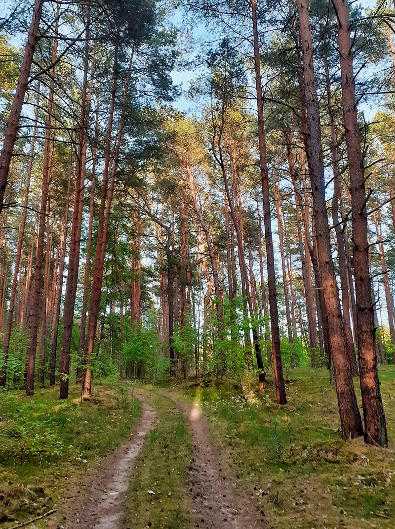 Kiefernwald im Naturschutzgebiet Bollwinwiesen, Schorfheide