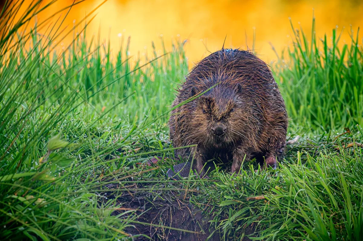 Tiere & Begegnung