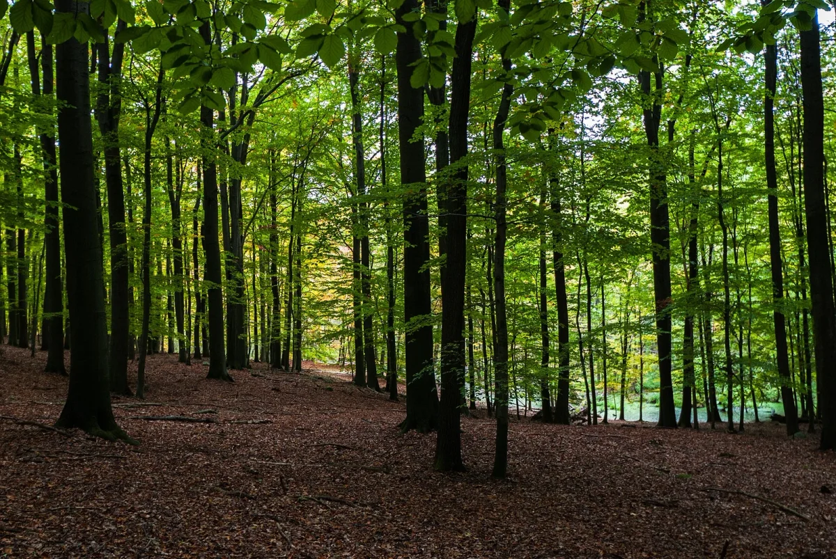 Wald & Natur