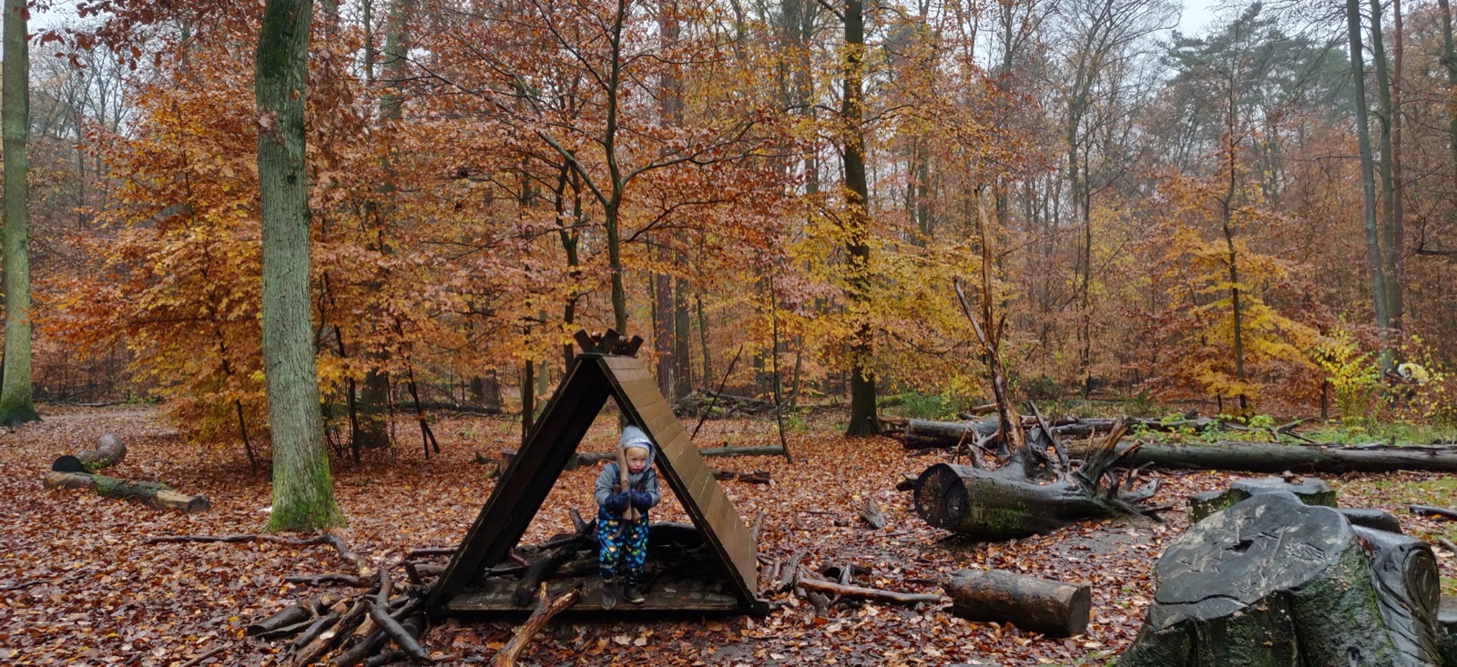 Ruhiger Herbstwald in Brandenburg mit einem einfachen Unterschlupf im Hintergrund