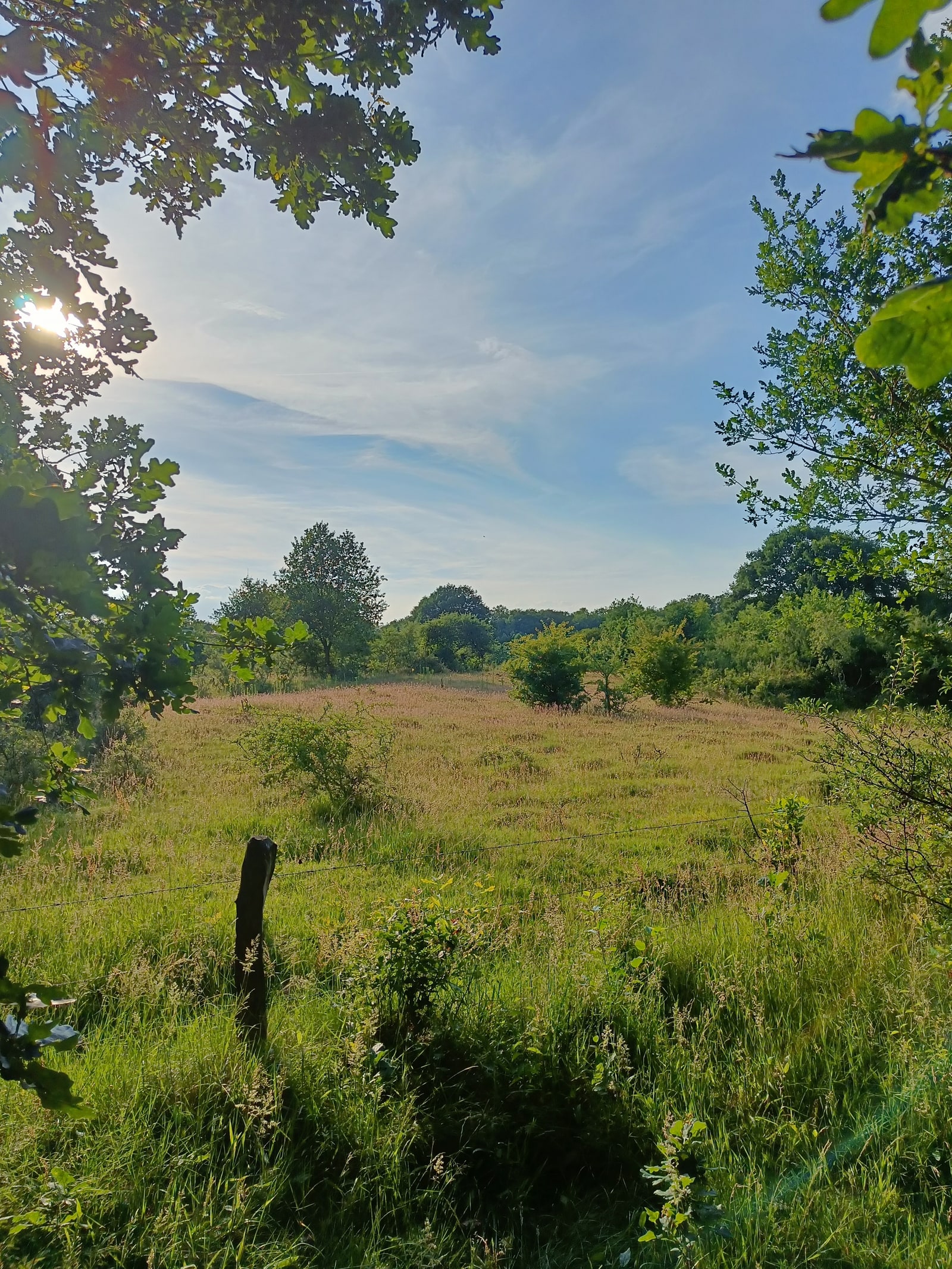 Offene Lichtung zwischen Bäumen, Sonnenlicht fällt auf die Wiese